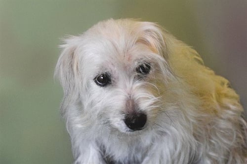 PELUSA - Cairn Terrier available for adoption