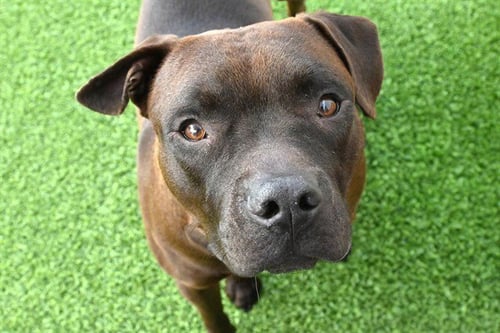 SONIC - Pit Bull Terrier available for adoption