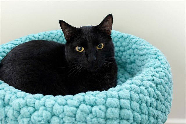 TODD - Domestic Short Hair available for adoption