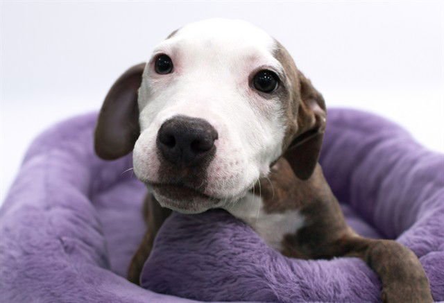 FINCH - American Staffordshire Terrier available for adoption