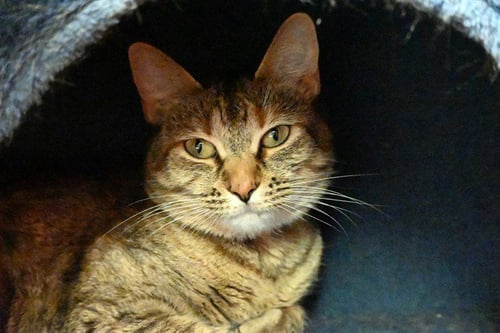 BUTTERCUP - Domestic Short Hair available for adoption