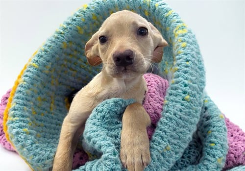 CREMITA - German Shepherd Dog available for adoption