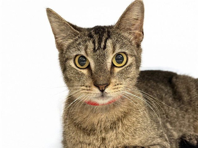 TOAST - Domestic Short Hair available for adoption