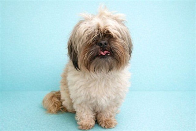 BABY - Shih Tzu / Pekingese available for adoption