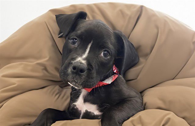 BENNET - Labrador Retriever available for adoption