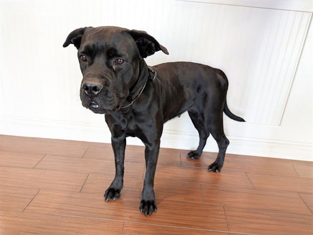 LORELAI - Cane Corso Mastiff available for adoption