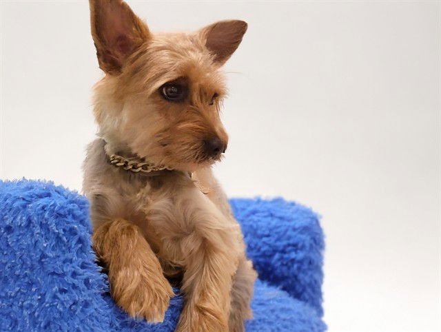 DICKSON - Yorkshire Terrier Yorkie available for adoption