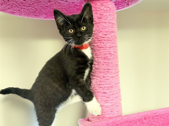 JAYLYNN - Domestic Short Hair available for adoption
