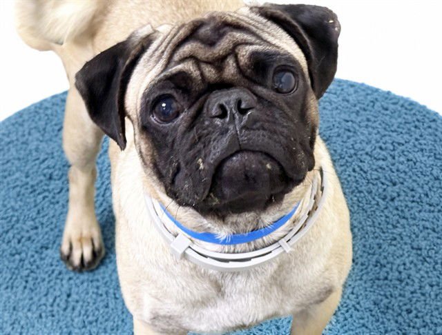 MARKY - Pug available for adoption