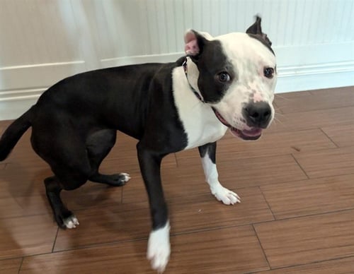 STRAY NOT AVAILABLE - American Staffordshire Terrier available for adoption