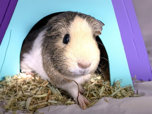 LIV - Guinea Pig available for adoption