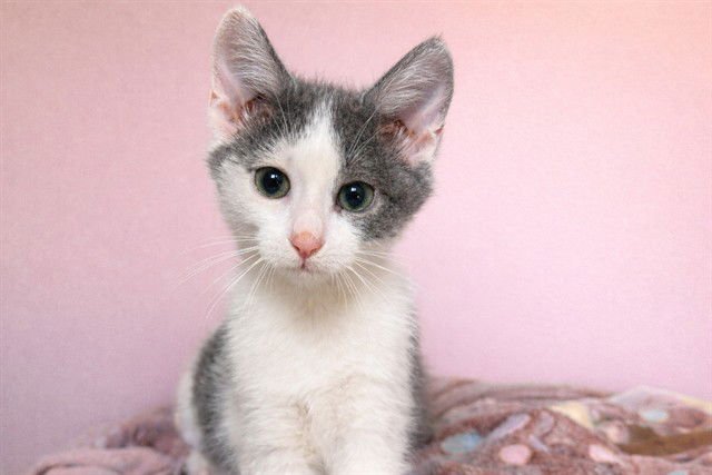 MARY KATE - Domestic Short Hair available for adoption