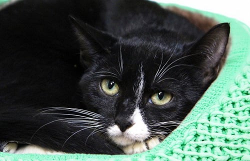 PINEAPPLE - Domestic Short Hair available for adoption