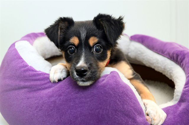 RAINBOW - Australian Shepherd available for adoption