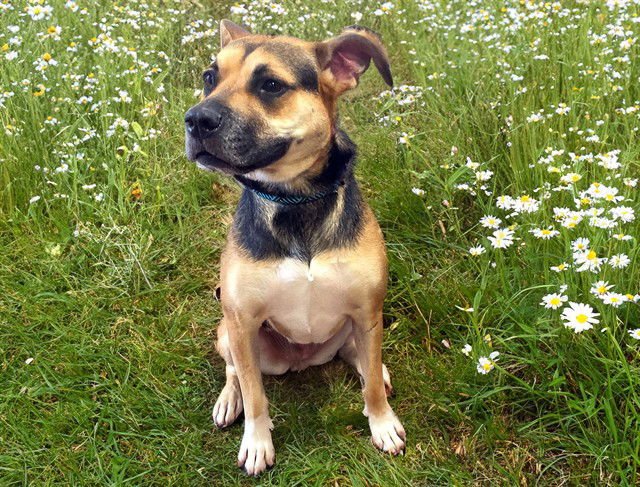 DAISY - Black Mouth Cur available for adoption