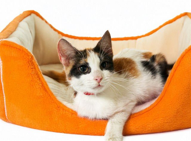 CELESTE - Domestic Short Hair available for adoption