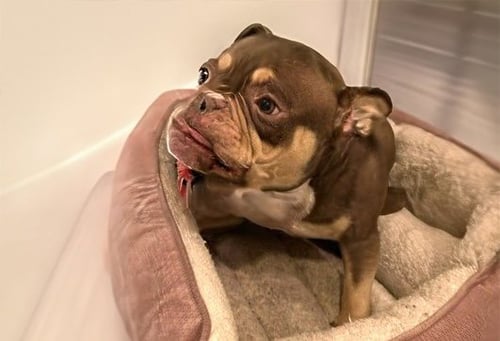 STRAY NOT AVAILABLE - American Staffordshire Terrier available for adoption