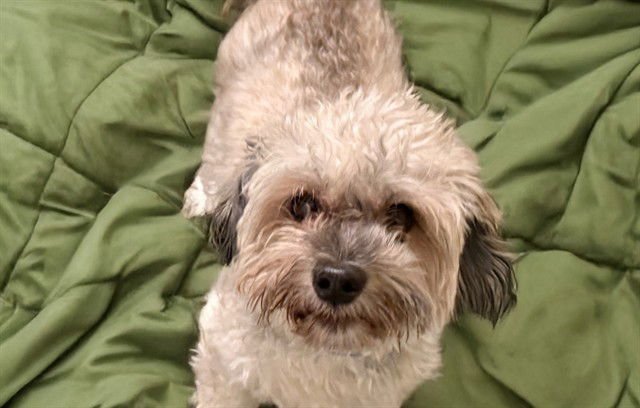 SNICKERS - Havanese available for adoption