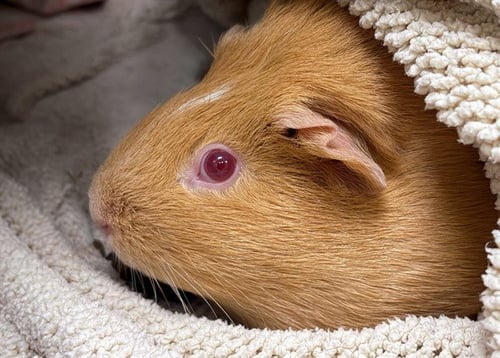 CANDY - Guinea Pig available for adoption