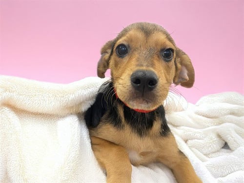 ANIA - German Shepherd Dog available for adoption