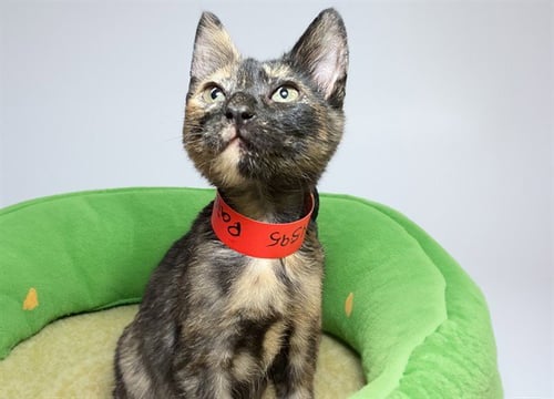 PAISLEY - Domestic Short Hair available for adoption