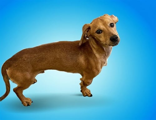 STRAY NOT AVAILABLE - Dachshund / Beagle available for adoption