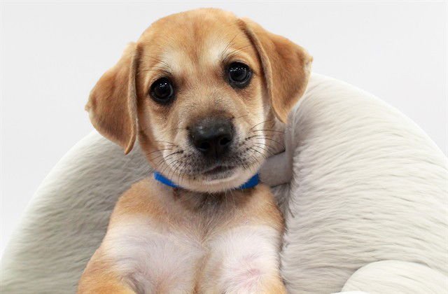 COMET - Treeing Walker Coonhound available for adoption