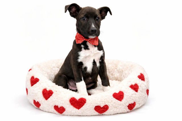 BEANS - Labrador Retriever available for adoption