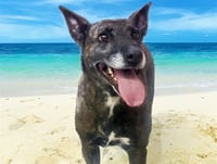 BAILEY - Photo 1
