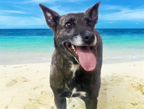 BAILEY - Dutch Shepherd available for adoption