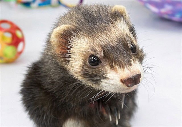 FOXY - Ferret available for adoption