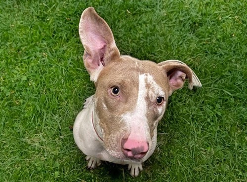 CLEMENTINE - American Staffordshire Terrier available for adoption