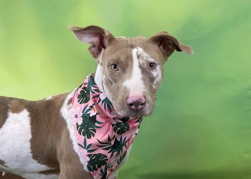 CLEMENTINE - American Staffordshire Terrier available for adoption