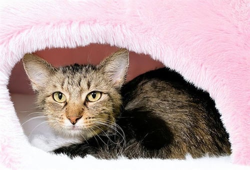 ESME - Domestic Short Hair available for adoption