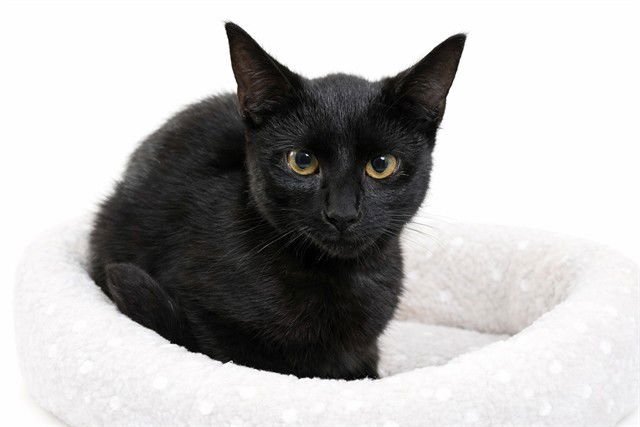 VALENTINE - Domestic Short Hair available for adoption