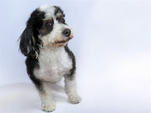STRAY NOT AVAIBLE - Bernese Mountain Dog / Poodle (Standard) available for adoption
