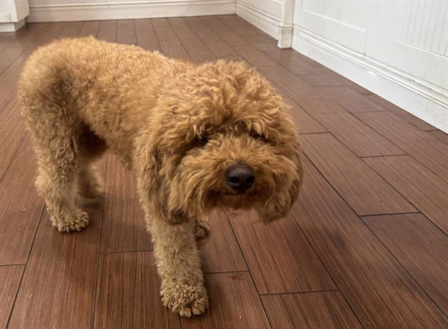 BOB - Poodle (Miniature) available for adoption