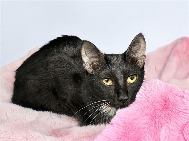 MELANIE - Domestic Short Hair available for adoption