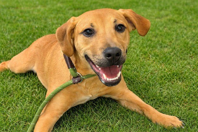 ZAK - Labrador Retriever available for adoption