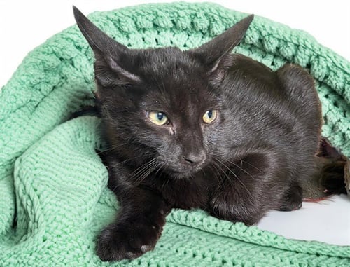 CHIFFON - Domestic Short Hair available for adoption