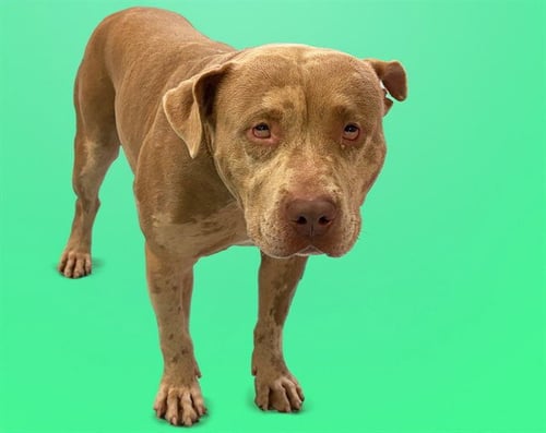 HEY DUDE - American Staffordshire Terrier available for adoption