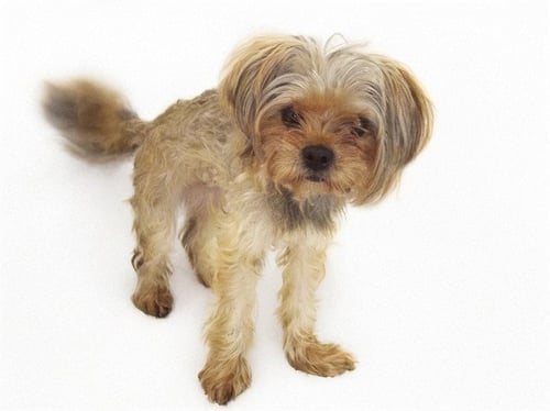 STRAY NOT AVAILABLE - Yorkshire Terrier Yorkie available for adoption