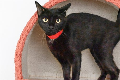 MISSY - Domestic Short Hair available for adoption