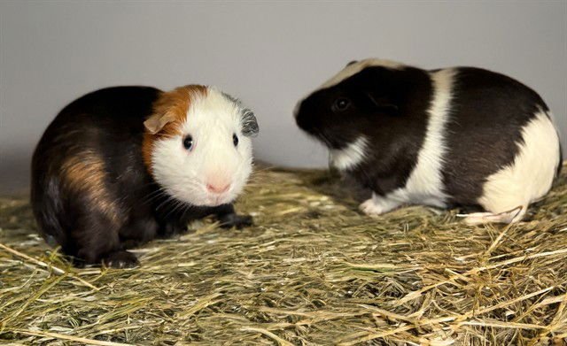 KONRAD - Guinea Pig available for adoption
