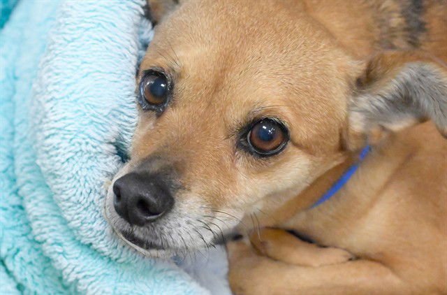 CARL - Chihuahua available for adoption