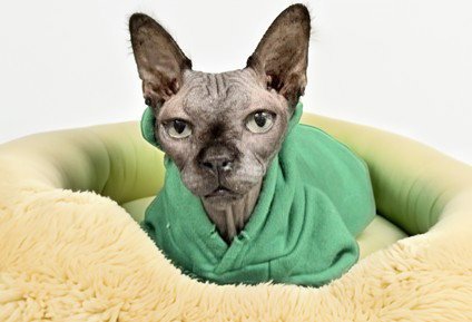 STRAY NOT AVAILABLE - Sphynx (hairless cat) available for adoption