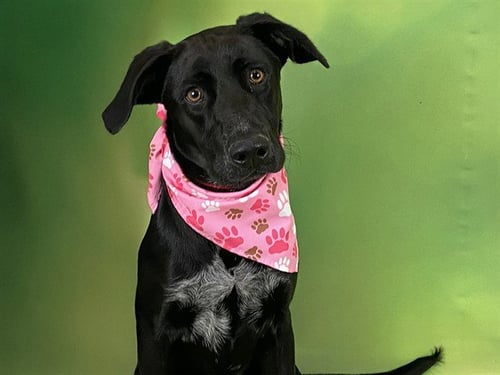 BEBE - Labrador Retriever available for adoption
