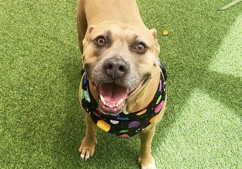 LAVERNE - American Staffordshire Terrier available for adoption