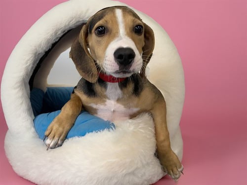 CLOVER - Beagle available for adoption