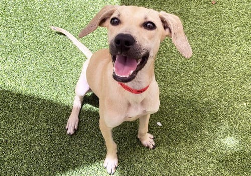 MAYA - Beagle available for adoption